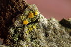 Polycauliona phlogina, Caloplaca phlogina (Flammet orangelav)