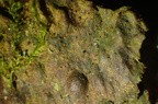 Porina leptalea (Rødfrugtet porina)