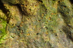Porina leptalea (Rødfrugtet porina)