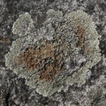 Protoparmeliopsis muralis (Randfliget kantskivelav)