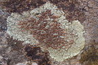 Protoparmeliopsis muralis (Randfliget kantskivelav)