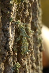 Ramalina fraxinea (Stor grenlav)
