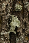 Ramalina fraxinea (Stor grenlav)