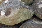 Ramalina subfarinacea (Kyst-grenlav)
