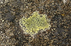 Rhizocarpon geographicum (Gulgrøn landkortlav)