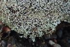 Stereocaulon nanodes (Liden korallav)