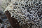 Stereocaulon nanodes (Liden korallav)