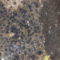 Verrucaria pinguicula (Verrucaria pinguicula)