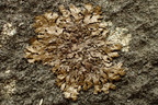 Xanthoparmelia pulla (Mørkebrun skållav)