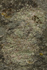 Xanthoparmelia stenophylla (Xanthoparmelia stenophylla)