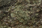 Xanthoparmelia stenophylla (Xanthoparmelia stenophylla)