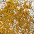 Xanthoria candelaria (Tue-væggelav)
