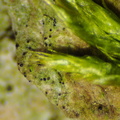 Anisomeridium polypori, Anisomeridium nyssaegenum (Sprække-punktlav)