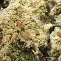 Baeomyces rufus (Rødbrun svampelav)