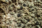 Buellia griseovirens (Grågrøn sortskivelav)