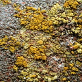 Flavoplaca citrina, Caloplaca citrina (Støvet orangelav)