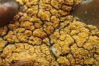 Flavoplaca dichroa, Caloplaca dichroa (Tofarvet orangelav)