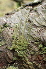 Cladonia glauca (Grågrøn bægerlav)