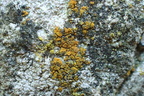 Flavoplaca flavocitrina, Caloplaca flavocitrina (Grynskællet orangelav)