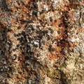 Lecidea auriculata (Klippesprække-skivelav)