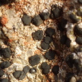 Lecidea auriculata (Klippesprække-skivelav)