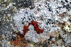 Lecidea lactea (Lecidea lactea) - K+rød