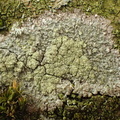 Loxospora elatina_Haematomma elatinum_Hvidlig brunskivelav_06152016_Nationalpark_Thy_048.jpg