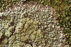 Loxospora elatina, syn. Haematomma elatinum (Hvidlig brunskivelav)