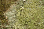 Loxospora elatina, syn. Haematomma elatinum (Hvidlig brunskivelav)