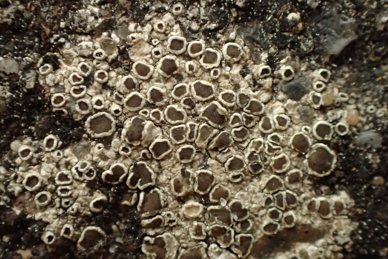 Myriolecis albescens_Lecanora albescens_Cement-kantskivelav_22062016_Stenbjerg_16.jpg