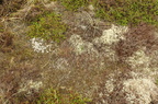 Ochrolechia frigida (Fjeld-blegskivelav)