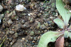 Placidium squamulosum (Placidium squamulosum)