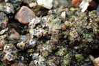 Placidium squamulosum (Placidium squamulosum)