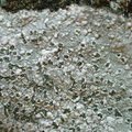 Porpidia tuberculosa (Broget bredskivelav)