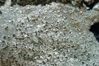 Porpidia tuberculosa (Broget bredskivelav)