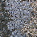 Rhizocarpon reductum, Rhizocarpon obscuratum (Mørk landkortlav)