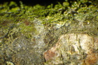 Rinodina sophodes (Aske-knaplav)
