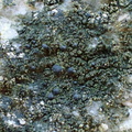 Scoliciosporum umbrinum (Scoliciosporum umbrinum)