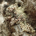 Stereocaulon evolutum (Pude-korallav)
