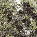 Stereocaulon vesuvianum (Skjold-korallav)
