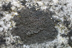 Verrucaria nigrescens (Sortbrun vortelav)