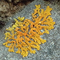 Xanthoria aureola (Kyst-væggelav)