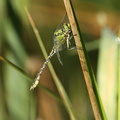 Grøn Kølleguldsmed (Ophiogomphus cecilia)