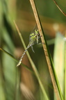 Grøn Kølleguldsmed (Ophiogomphus cecilia)