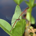Rød vandnymfe (Pyrrhosoma nymphula)