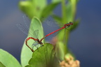 Rød vandnymfe (Pyrrhosoma nymphula)