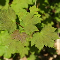 Acer pseudoplatanus (Ahorn)