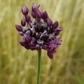 Allium scorodoprasum_Skov-loeg_21062018_Nyborg_004.jpg