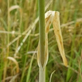 Allium scorodoprasum (Skov-løg)