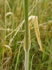 Allium scorodoprasum (Skov-løg)